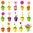 Flowers In Pots