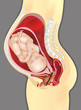 Schwangerschaft Pregnancy