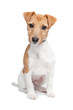 Jack Russel Terrier isolated on a white background Jack Russel Terrier isolated on a white background