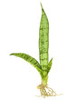 Mother in Law's Tongue or Snake Plant Isolated