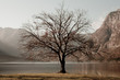 Autumn tree