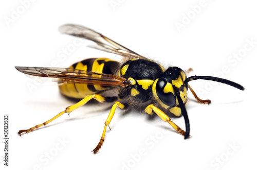 Foto: Live wasp isolated on white background Live wasp isolated on white background