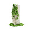 Ivy letter I isolated on white background. Ivy letter I isolated on white background.