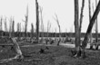Dead Trees