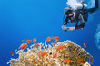 Photographer on the coral reef