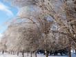 icing on tree at day