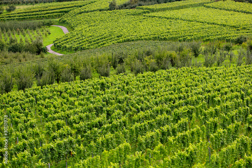 Foto: Weinberg in Baden Weinberg in Baden