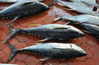 tuna