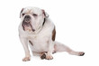 English bulldog or British Bulldog