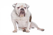 English bulldog or British Bulldog