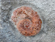 Fossil