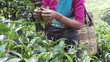 Ceylon tea