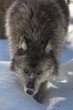 Gray Wolf