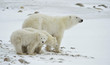 Polar she-bear with cubs.