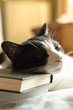 Photo: Cat nap Cat nap