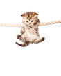 a cute kitten is climbing on the rope a cute kitten is climbing on the rope