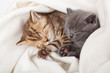 two little scottish fold kittens