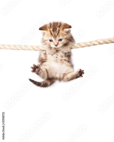 Photo: a cute kitten is climbing on the rope a cute kitten is climbing on the rope