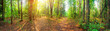 Panorama of a mixed forest at summer sunny day