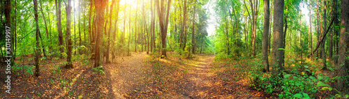 Foto: Panorama of a mixed forest at summer sunny day Panorama of a mixed forest at summer sunny day