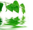 Green birch branch with reflections in smooth water waves Green birch branch with reflections in smooth water waves