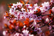 pink sacura