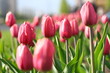 tulip