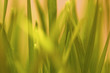 Beautiful Grass