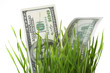 dollars in grass