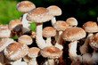 Shiitake - Vitalpilze - Speisepilze