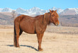red horse red horse