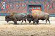 American buffalo American buffalo