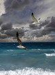 Mare in tempesta con volo di gabbiani