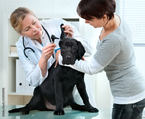 Foto: veterinarian doctor veterinarian doctor