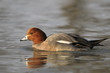 Wigeon, Eurasian Wigeon, Anas penelope