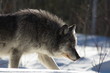 Gray Wolf