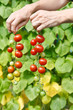 tomatoes in the hands