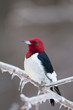 Red-headed woodpecker on icy branch