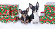 Chihuahua Presents