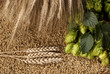 hops-cone with barley