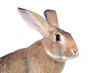 Nice brown bunny