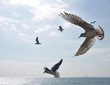 vol de mouettes en méditerranée