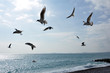 vol de mouettes en méditerranée