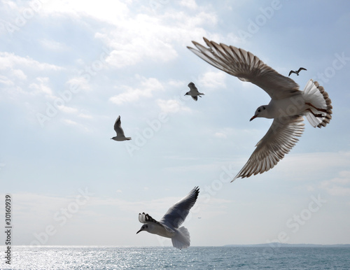 Foto: vol de mouettes en méditerranée vol de mouettes en méditerranée