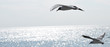 vol de mouettes reflets en méditrranée