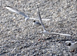 envol de mouettes sur plage de galets