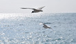 Foto: mouettes en vol en méditerranée mouettes en vol en méditerranée