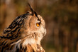 Photo en ligne au meilleur prix Profile of brown owl