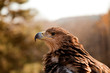 Photo en ligne au meilleur prix Profile view of mountain eagle