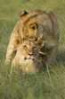 Two young lion cubs playing.